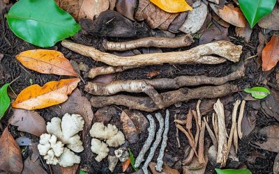 Ajurwedyjskie przyprawy: kurkuma, imbir i inne superfoods