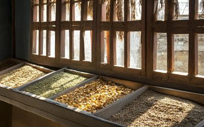 Ashwagandha – adaptogen na stres i energię